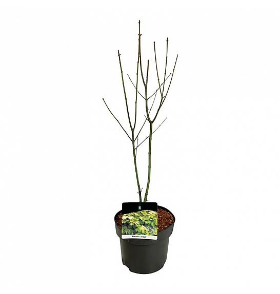 Acer shirasawanum Jordan C4 Lit. 50-60 cm