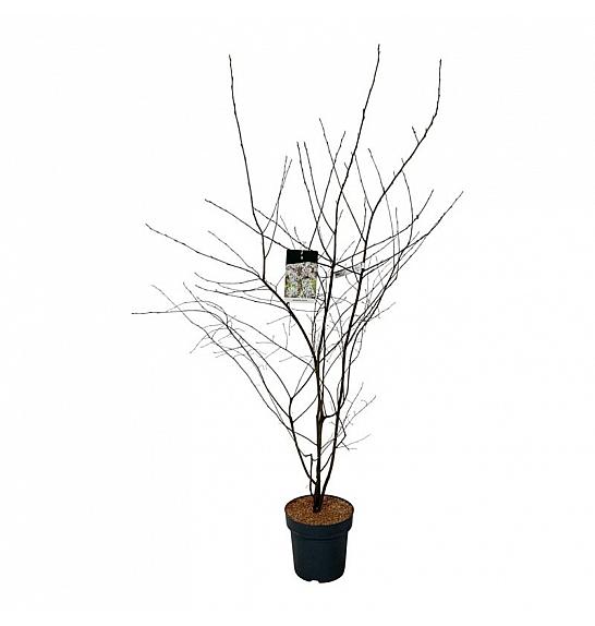 Amelanchier lamarckii C15 Lit. 150-175 cm