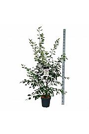 Amelanchier lamarckii C15 Lit. 150-175 cm