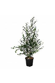 Betula utilis jacquemontii C30 Lit. 175-200 cm extra