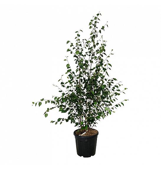 Betula utilis jacquemontii C30 Lit. 175-200 cm extra