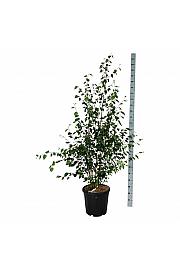 Betula utilis jacquemontii C30 Lit. 175-200 cm extra