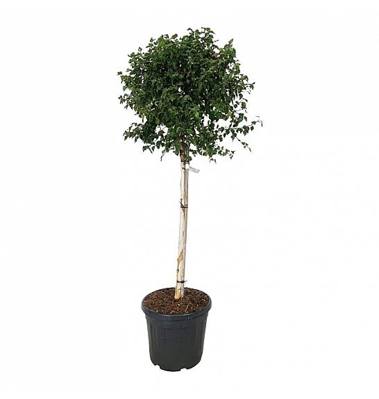 Betula utilis Magical Globe C30 Lit. Na steblu 90 cm