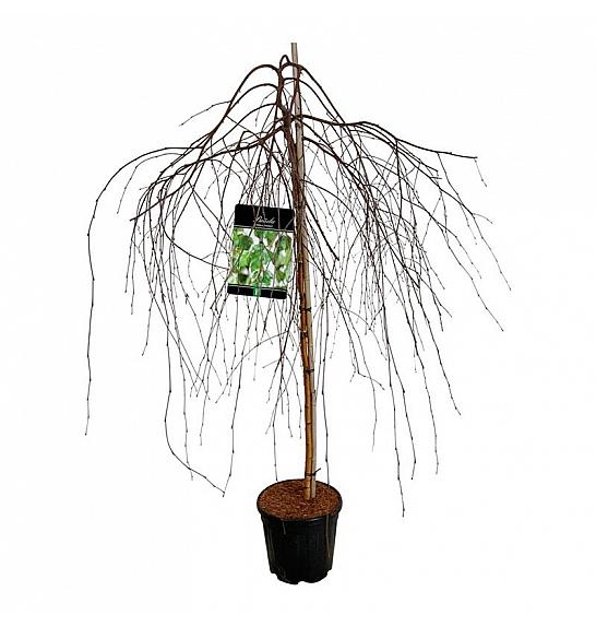 Betula utilis Youngii C15 Lit. Na steblu 120 cm