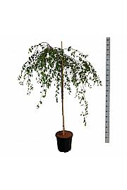 Betula utilis Youngii C15 Lit. Na steblu 120 cm