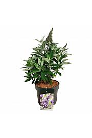 Buddleja davidii Butterfly Candy Lila Sweetheart C7,5 Lit.  40-50 cm