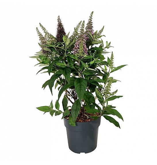 Buddleja davidii Butterfly Candy Little Cerise C7,5 Lit. 50-60 cm