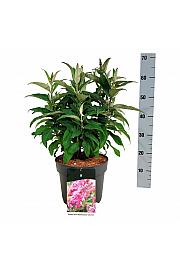 Buddleja davidii Butterfly Candy Little Pink C7,5 Lit. 40-50 cm