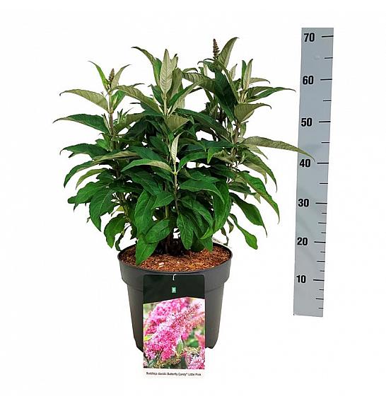 Buddleja davidii Butterfly Candy Little Pink C7,5 Lit. 40-50 cm