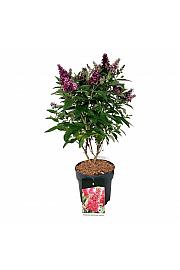 Buddleja davidii Butterfly Candy Little Ruby C7,5 Lit. 50-60 cm