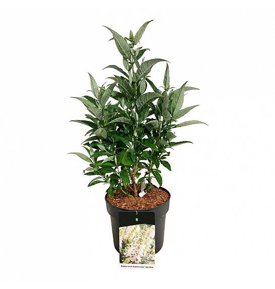 Buddleja davidii Butterfly Candy Little White C7,5 Lit. 40-50 cm