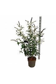 Buddleja davidii Black Knight C15 Lit. 100-125 cm