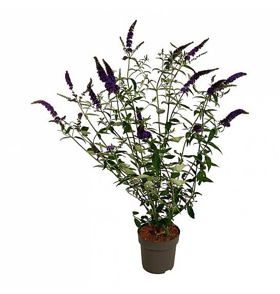 Buddleja davidii Empire Blue C15 Lit. 100-125 cm