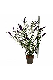 Buddleja davidii Empire Blue C15 Lit. 100-125 cm