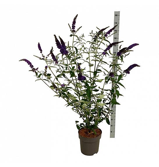 Buddleja davidii Empire Blue C15 Lit. 100-125 cm