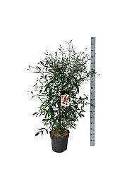 Buddleja davidii Royal Red C15 Lit. 100-125 cm