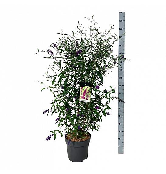 Buddleja davidii Royal Red C15 Lit. 100-125 cm