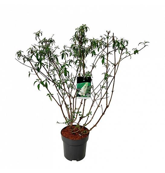 Buddleja davidii White Profusion C15 Lit. 100-125 cm