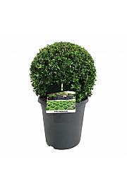 Buxus sempervirens C8,5 Lit. 35+ cm; Krogla