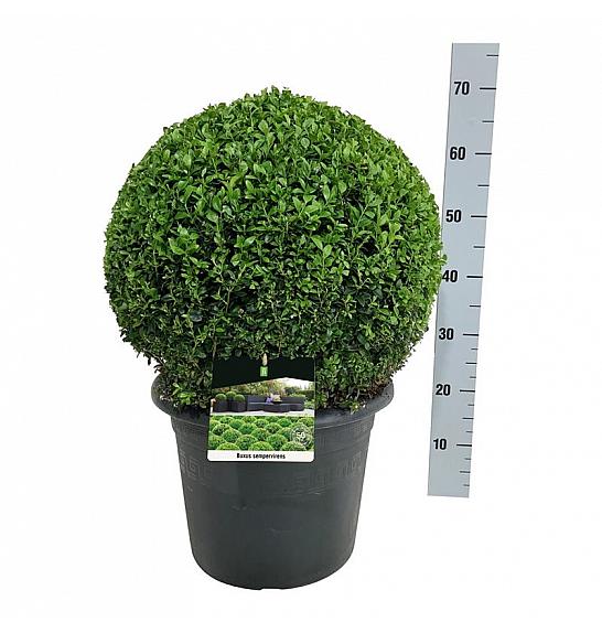 Buxus sempervirens C15 Lit. 40-45 cm; Krogla