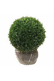 Buxus sempervirens bala 45-50 cm; Krogla