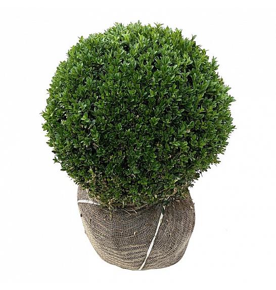 Buxus sempervirens bala 45-50 cm; Krogla