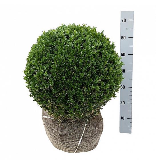 Buxus sempervirens bala 45-50 cm; Krogla