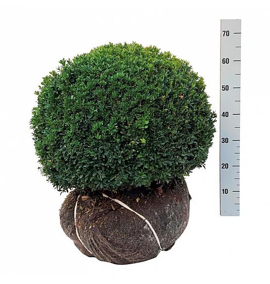 Buxus sempervirens bala 50-55 cm; Krogla