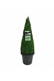 Buxus sempervirens C12 Lit. 70-80 cm; Piramida