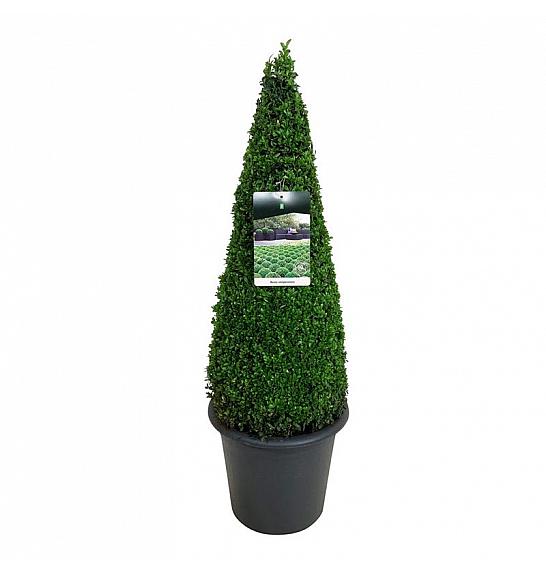 Buxus sempervirens C12 Lit. 70-80 cm; Piramida