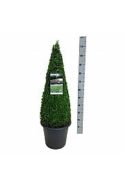 Buxus sempervirens C12 Lit. 70-80 cm; Piramida