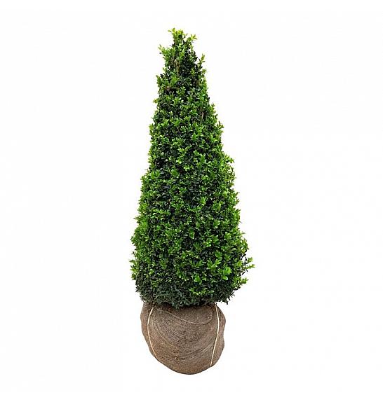 Buxus sempervirens bala 90-100 cm; Piramida