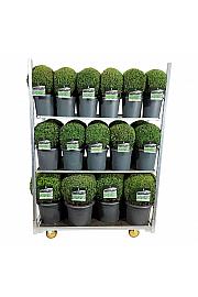 Buxus sempervirens Mix CC 2