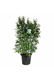 Callicarpa bodinieri Profusion C55 Lit. 150-175 cm extra