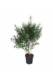 Callicarpa dichotoma Issai C15 Lit. 100-125 cm