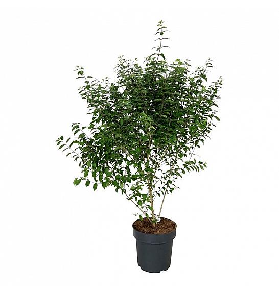 Callicarpa dichotoma Issai C15 Lit. 100-125 cm