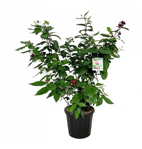 Calycanthus raulstonii Aphrodite C30 Lit. 100-125 cm extra