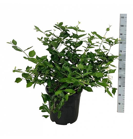 Calycanthus Venus C30 Lit. 60-80 cm extra