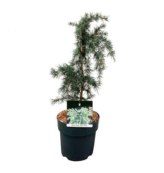 Cedrus deodara Feelin Blue C5 Lit. 30-40 cm; Piramida