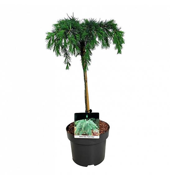 Cedrus deodara Feelin Blue C4 Lit. Na steblu 40 cm