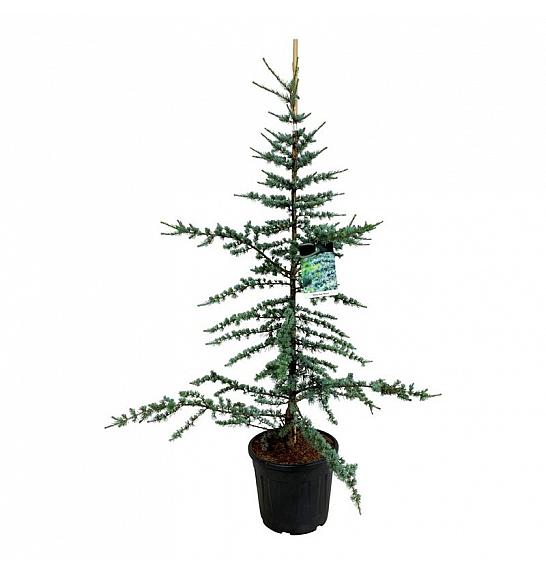 Cedrus libani Glauca C30 Lit. 150-175 cm extra