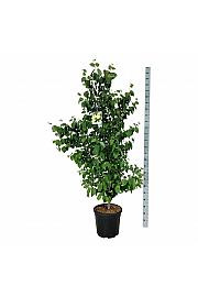 Cercidiphyllum japonicum C30 Lit. 150-175 cm extra