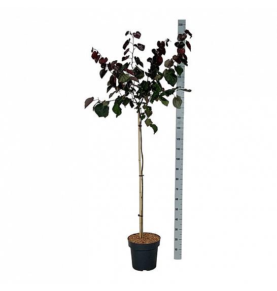 Cercis canadensis Merlot C15 Lit. Na steblu 120 cm