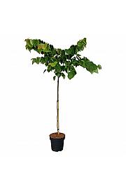 Cercis can. The Rising Sun C15 Lit. Na steblu 120 cm