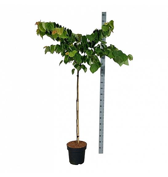 Cercis can. The Rising Sun C15 Lit. Na steblu 120 cm