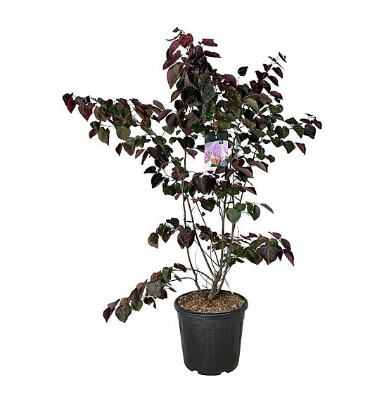 Cercis canadensis Forest Pansy C30 Lit. 150-175 cm extra