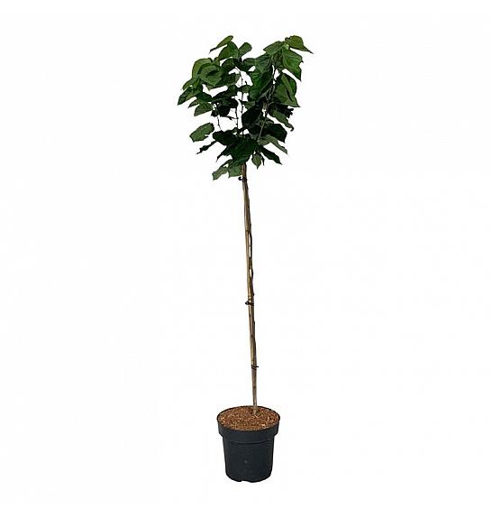 Cercis chinensis Avondale C15 Lit. Na steblu 120 cm