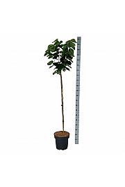 Cercis chinensis Avondale C15 Lit. Na steblu 120 cm