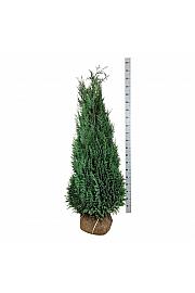 Chamaecyparis lawsoniana Columnaris bala 140-160 cm extra