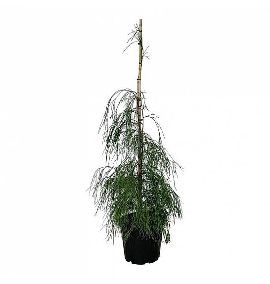 Chamaecyparis lawsoniana Drooping Solo C30 Lit. 125-150 cm extra
